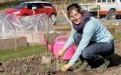 Aimee Middlemiss chairman of Hayle allotments busy getting ready for bumper